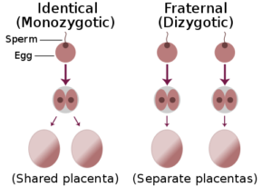 500px-identical-fraternal-sperm-egg-svg_